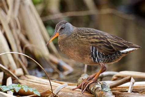 Virginia Rails .